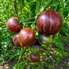 REBEL STARFIGHTER PRIME TOMATO