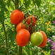 PLOVDIV KAROTINKA TOMATO
