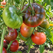 DWARF PURPLE REIGN TOMATO