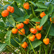 MINI BELL ORANGE PEPPER
