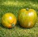 MYSTERY TOMATO
