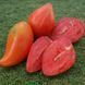 RED COMBS TOMATO