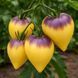 SGT PEPPER&rsquo;S YELLOW TOMATO