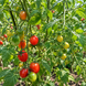 TAIWAN GODDESS TOMATO