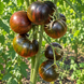 TATYANA&rsquo;S YAKHONT TOMATO