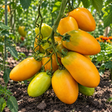 DWARF TIGER EYE TOMATO