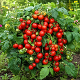 MICRO DWARF TALISMAN TOMATO