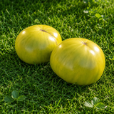 DWARF GRINCH TOMATO