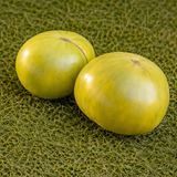 DWARF GRINCH TOMATO