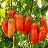 DRAGON TOOTH TOMATO