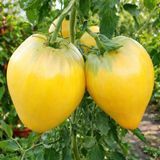 EVA'S YELLOW HEART TOMATO