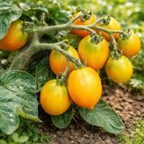 PILLAR CATCH ORANGE TOMATO