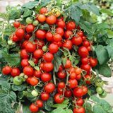 MICRO DWARF TALISMAN TOMATO