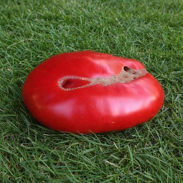 PORTERHOUSE TOMATO