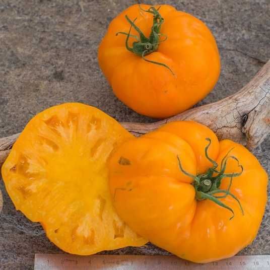 AUNT SOPHIE'S — orange, high-yield beefsteak