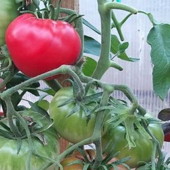 HAY&rsquo;S POMIDOR