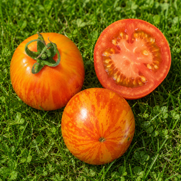 Z&Egrave;BRE ROUGE (RED ZEBRA)