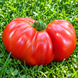PORTERHOUSE TOMATO