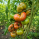 ALMATY TRICOLOR TOMATO