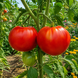 MINUSINSKY GIANT TOMATO