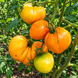 BULGARIA TOMATO