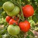 AUNT IVANKA'S RED HEARTS TOMATO