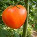 AUNT SOPHIE'S TOMATO
