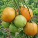 BIG ENGLISH HEART TOMATO