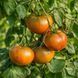 BUFFALO SOLDIER TOMATO