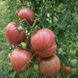 HAY&rsquo;S TOMATO