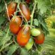 ICICLE BLACK TOMATO
