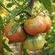 JUMBO PURPLE TOMATO