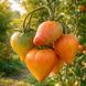 MIDNIGHT SUN TOMATO