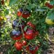 RED CHARCOAL TOMATO