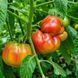 RED TARGET TOMATO
