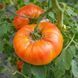 REGINA'S YELLOW TOMATO
