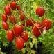 SUGAR PLUM TOMATO