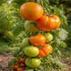 WALTER'S CANDY STRIPES TOMATO