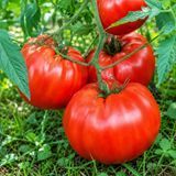KING KONG TOMATO