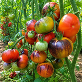 BLUE JOLLIES TOMATO