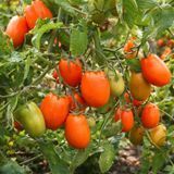ELISEY TOMATO