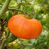 SUMMER CIDER TOMATO