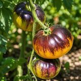 YELLOW DRAGON TOMATO