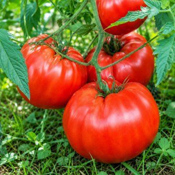 KING KONG TOMATO