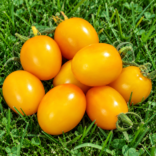 ORANGE CAPRESE ТОМАТО