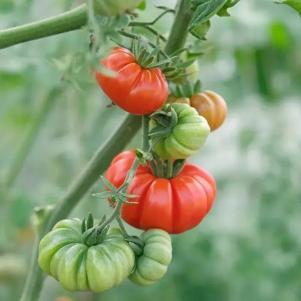 КОСТОЛУТО ФЛОРЕНТИЙСКИЙ ТОМАТ