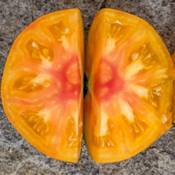 ОРАНЖЕВЫЙ ОРАНГУТАН (ORANGE ORANGUTAN) T21-03G фото