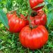 KING KONG TOMATO