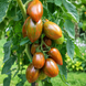 BOARS TOOTH TOMATO