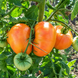 BARNES MOUNTAIN YELLOW TOMATO